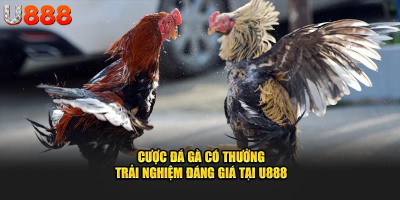 cược đá gà có thưởng