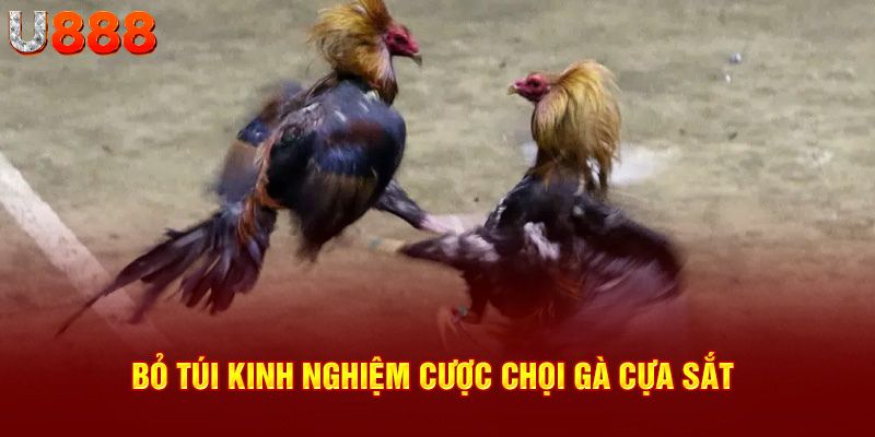 Bỏ túi kinh nghiệm cược chọi gà cựa sắt