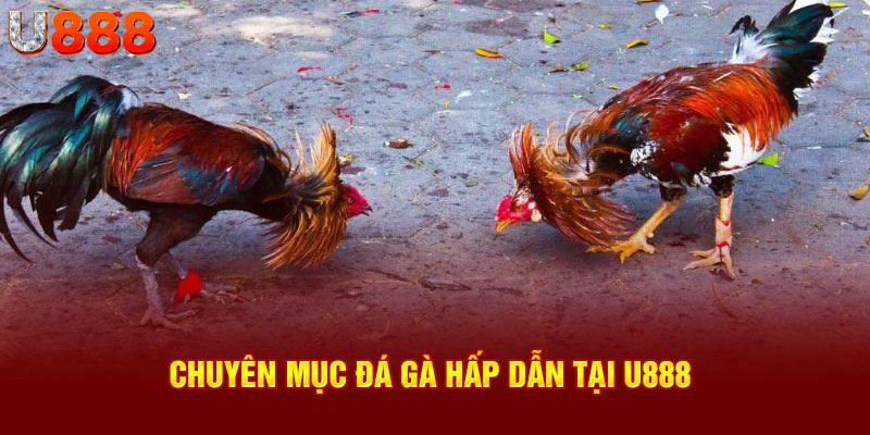 Chuyên mục đá gà hấp dẫn tại U888