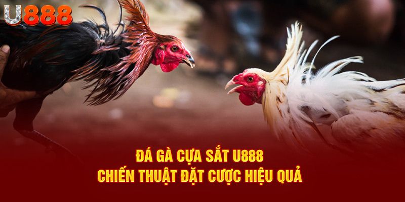 đá gà cựa sắt