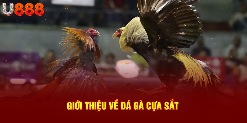 Giới thiệu vài điều về đá gà cựa sắt