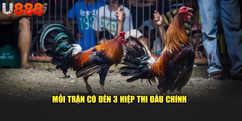 Hình thức giải đấu đá gà Thái Lan đa dạng 