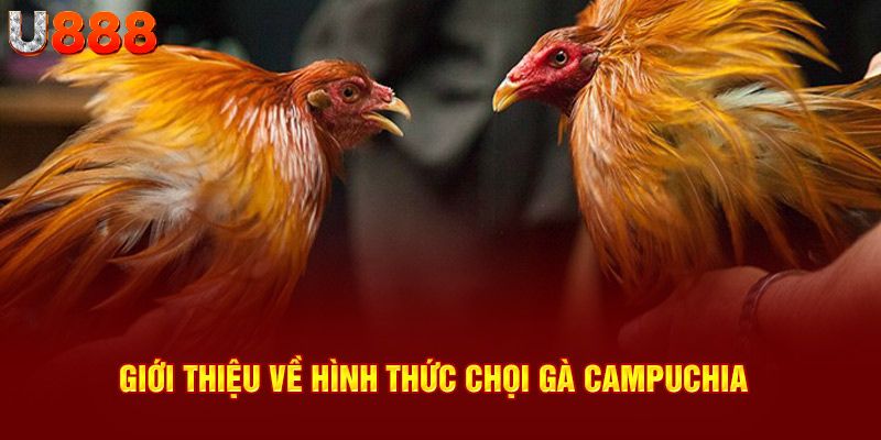 Giới thiệu về hình thức chọi gà campuchia