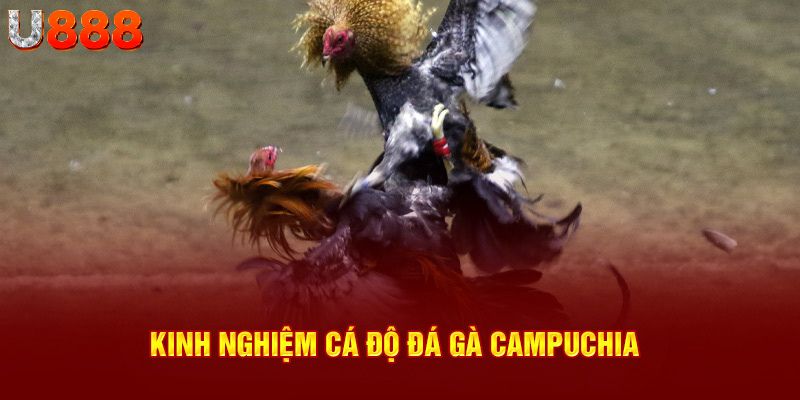 Kinh nghiệm cá độ đá gà campuchia chuẩn 100%