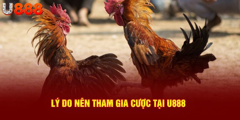 Lý do nên tham gia cược tại U888