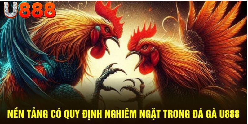 Nền tảng có quy định nghiêm ngặt trong đá gà U888