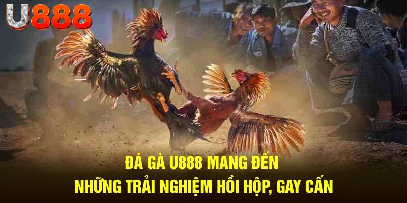 Đá gà U888 mang đến những trải nghiệm hồi hộp, gay cấn