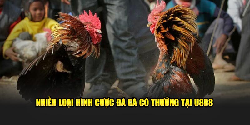 Nhiều loại hình cược đá gà có thưởng tại U888